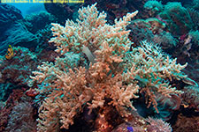 soft coral